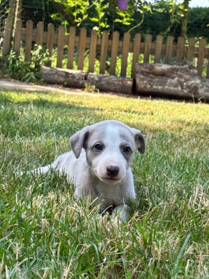 Les chiots de Whippet