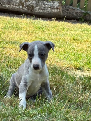 Les chiots de Whippet