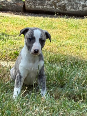 Les chiots de Whippet