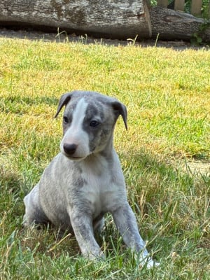 Les chiots de Whippet