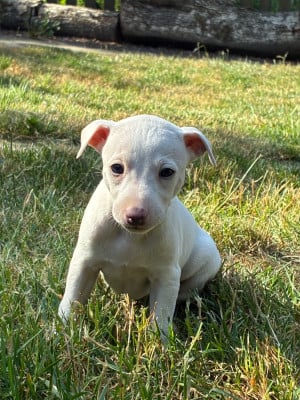 Les chiots de Whippet