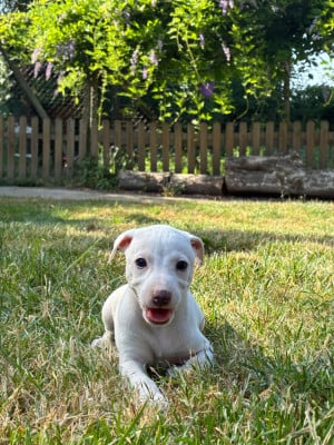 Les chiots de Whippet