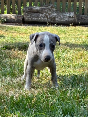 Les chiots de Whippet