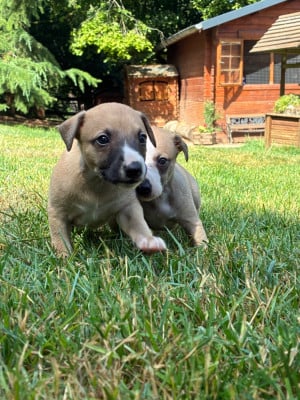 Les chiots de Whippet