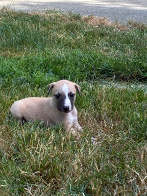 Les chiots de Whippet