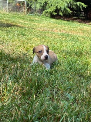 Les chiots de Whippet