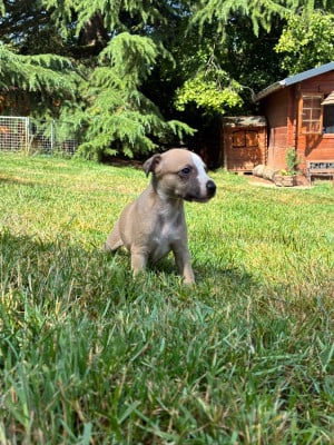 Les chiots de Whippet