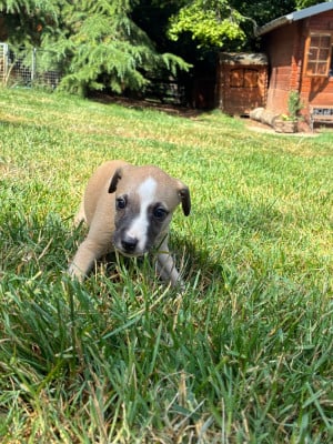 Les chiots de Whippet