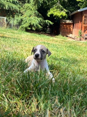 Les chiots de Whippet