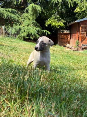 Les chiots de Whippet