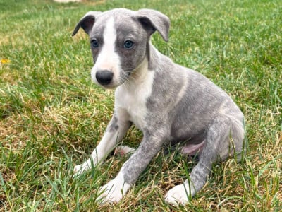 Les chiots de Whippet