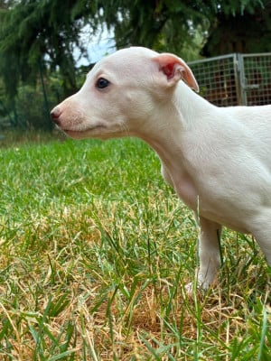 Les chiots de Whippet