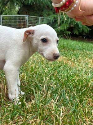 Les chiots de Whippet
