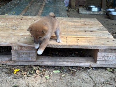 Les chiots de Shiba