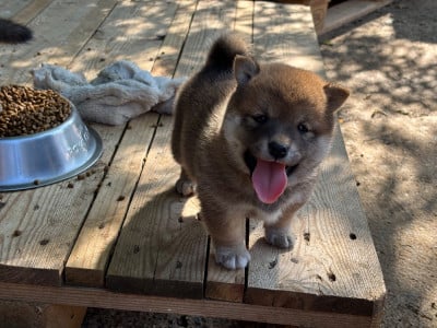 Les chiots de Shiba