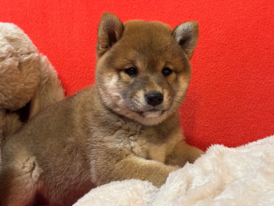 Les chiots de Shiba