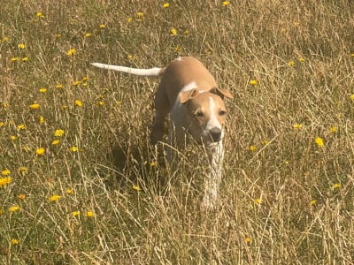 Les chiots de Whippet