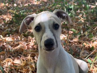 Les chiots de Whippet