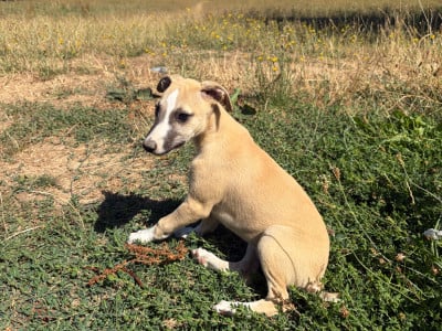 Les chiots de Whippet