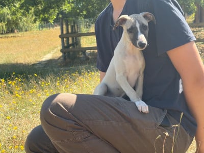 Les chiots de Whippet