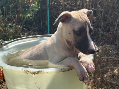 Les chiots de Whippet