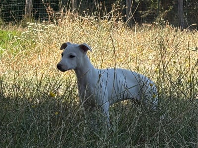 Les chiots de Whippet