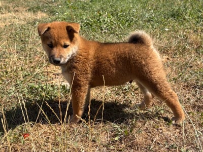 Les chiots de Shiba
