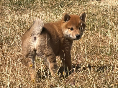 Les chiots de Shiba