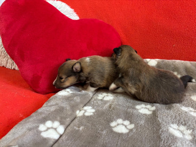 Les chiots de Shetland Sheepdog