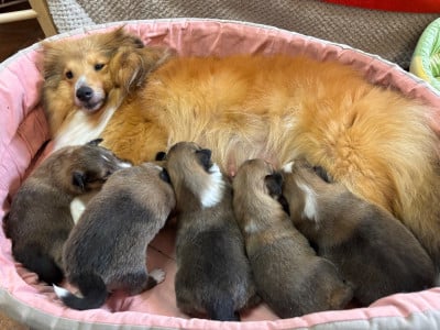 Les chiots de Shetland Sheepdog