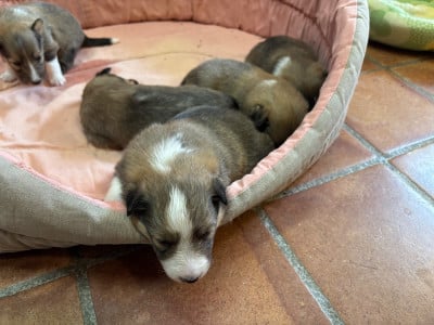 Les chiots de Shetland Sheepdog