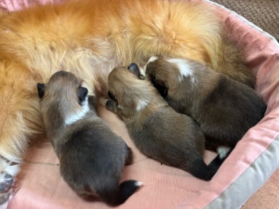 Les chiots de Shetland Sheepdog