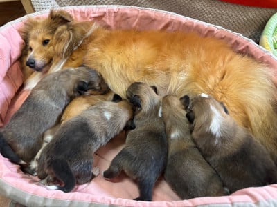 Les chiots de Shetland Sheepdog