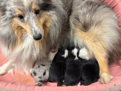 Les chiots de Shetland Sheepdog