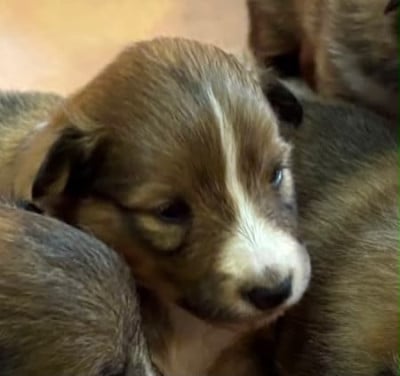 Les chiots de Shetland Sheepdog