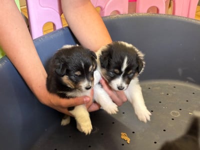 Les chiots de Shetland Sheepdog