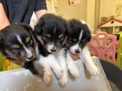 Les chiots de Shetland Sheepdog