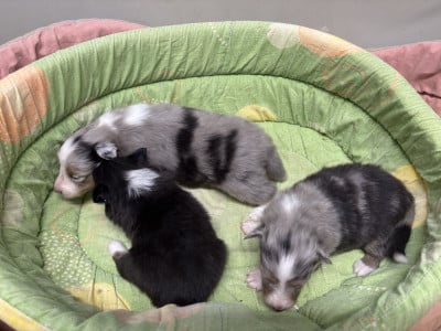 Les chiots de Shetland Sheepdog