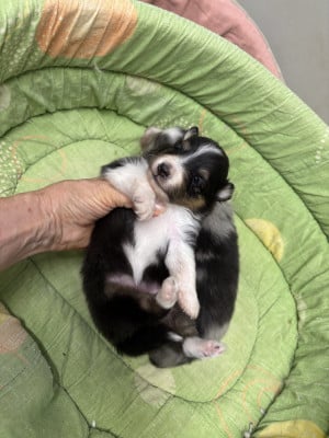 Les chiots de Shetland Sheepdog