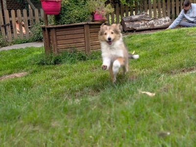 Les chiots de Shetland Sheepdog