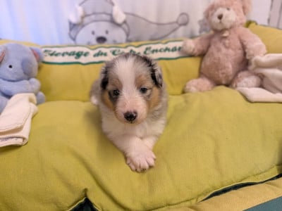 Les chiots de Shetland Sheepdog