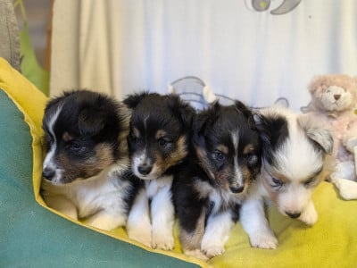 Les chiots de Shetland Sheepdog