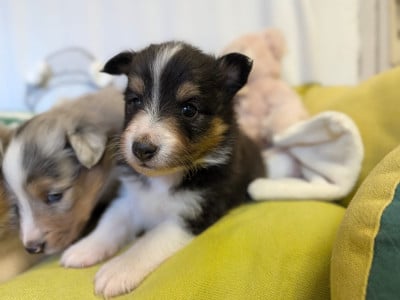 Les chiots de Shetland Sheepdog