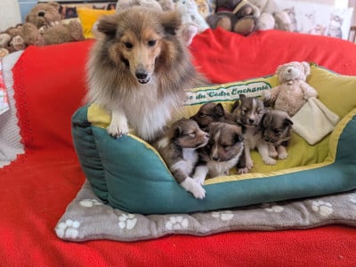 Les chiots de Shetland Sheepdog