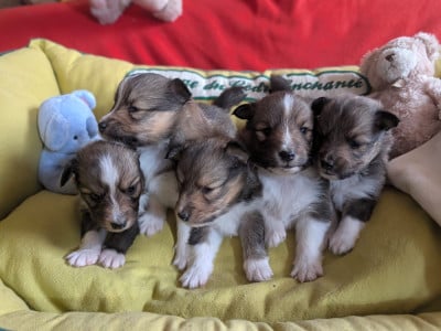 Les chiots de Shetland Sheepdog