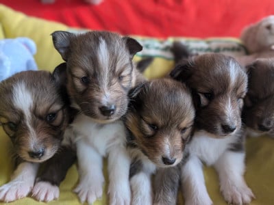 Les chiots de Shetland Sheepdog
