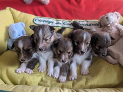 Les chiots de Shetland Sheepdog