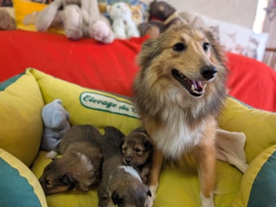 Les chiots de Shetland Sheepdog
