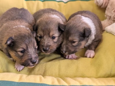 Les chiots de Shetland Sheepdog