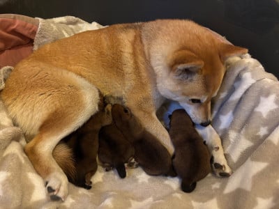 Benji d or du Cèdre Enchanté - Shiba